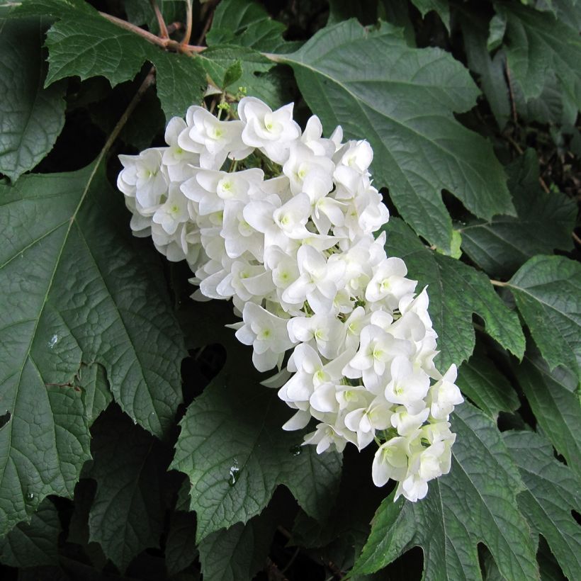 Hydrangea quercifolia - Hortensia à feuilles de chêne (Floraison)