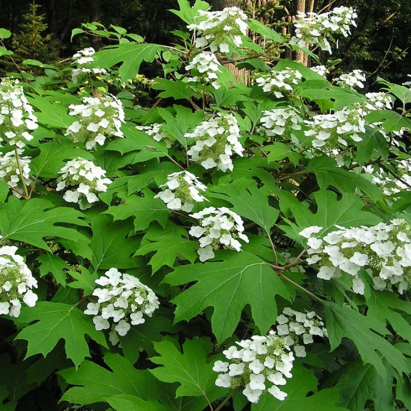 Hydrangea quercifolia - Hortensia à feuilles de chêne (Port)