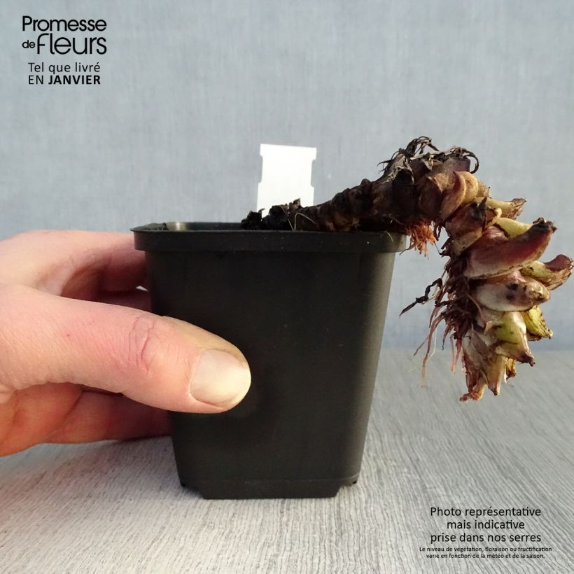 Spécimen de Hydrophyllum canadense Godet de 8/9 cm tel que livré en hiver