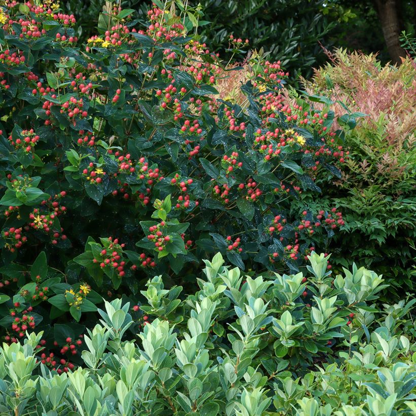 Hypericum inodorum Magical Red Flame - Millepertuis (Port)