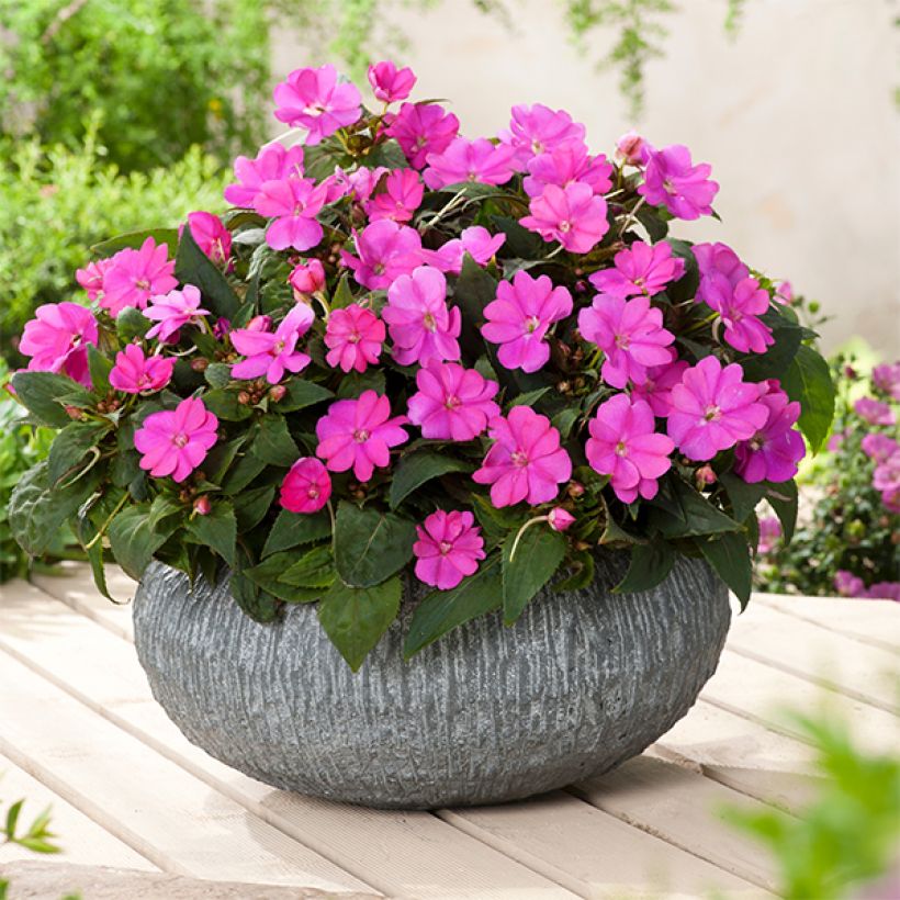 Impatiens SunPatiens Compact Hot Lilac (Port)