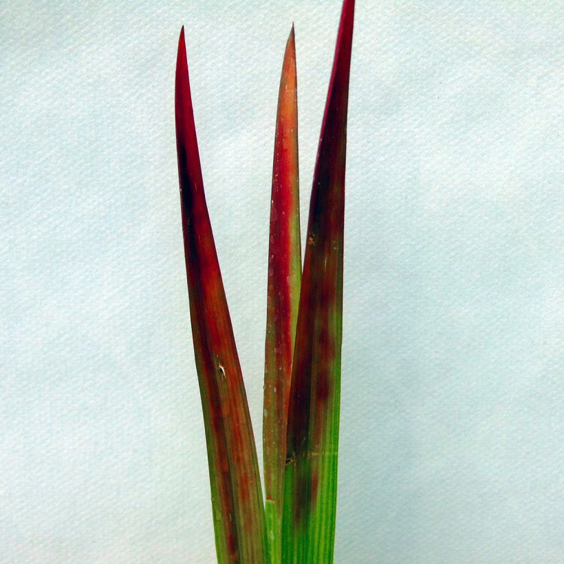 Imperata cylindrica Red Baron (Feuillage)