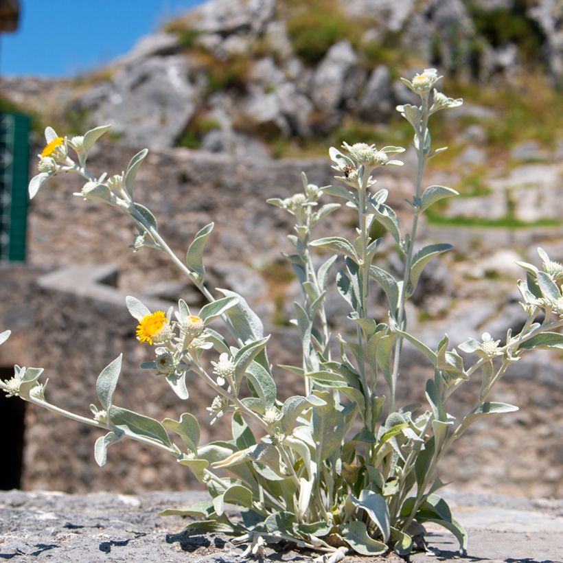 Inula candida subsp.verbascifolia (Port)