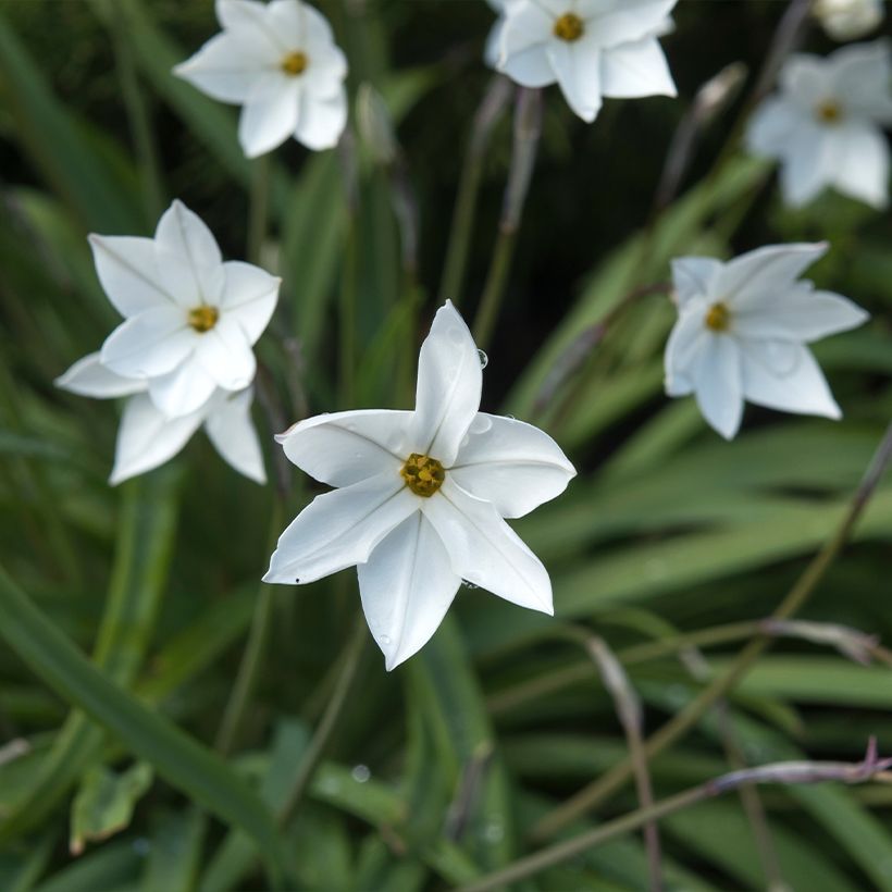 Ipheion uniflorum Alberto Castillo - Etoile de printemps (Floraison)