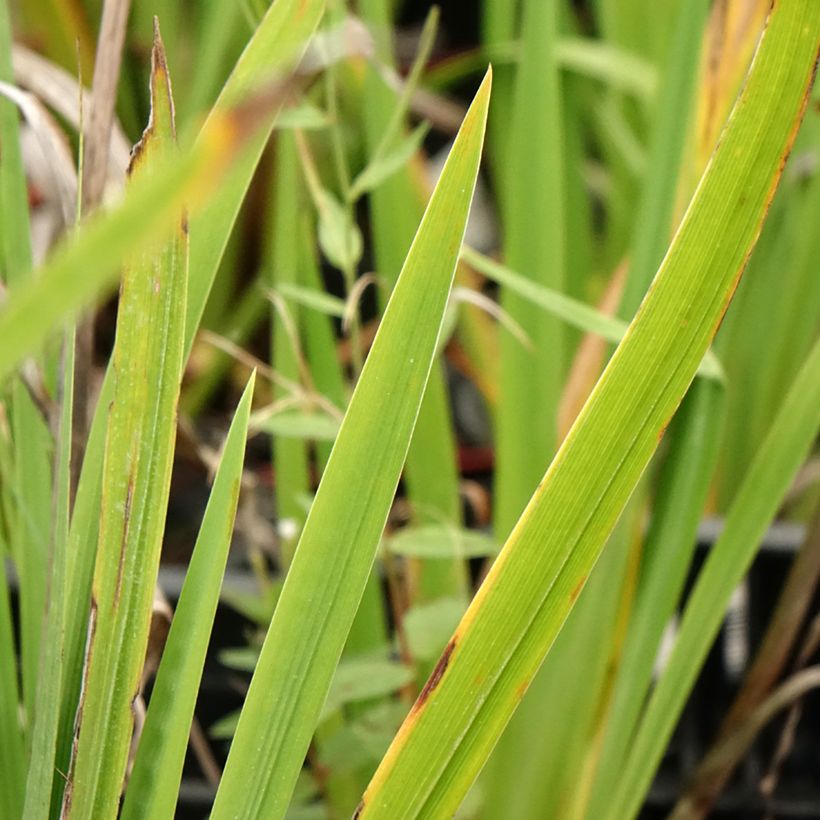 Iris du Japon - Iris ensata Harlequinesque (Feuillage)