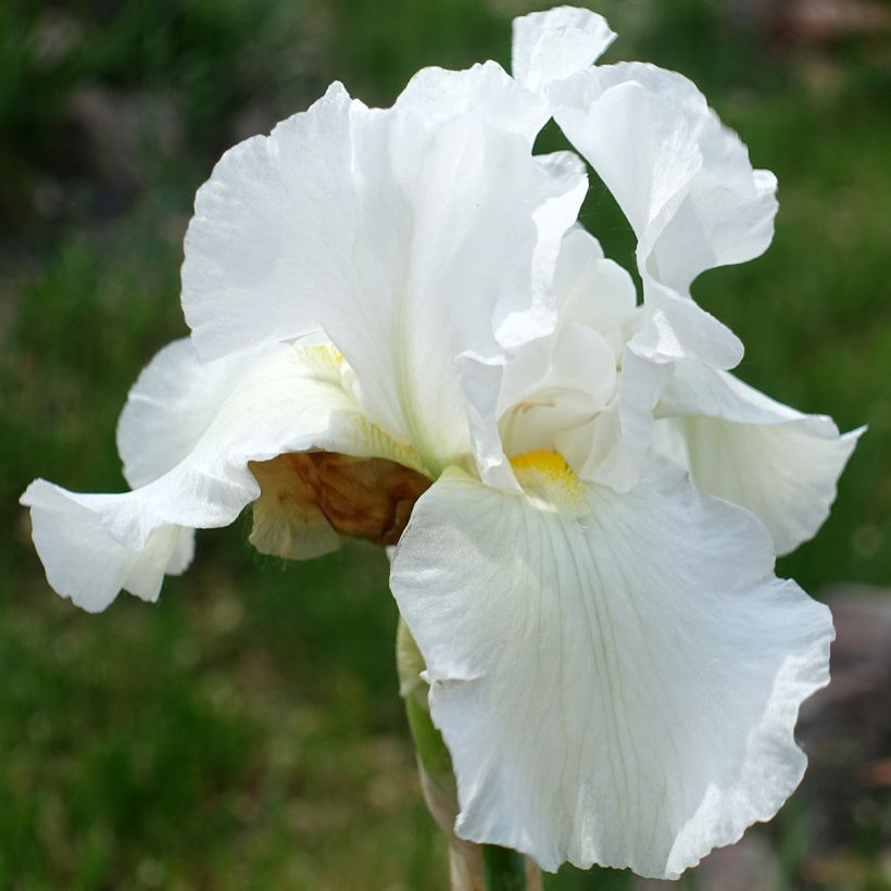 Iris germanica America's Cup - Iris des Jardins (Floraison)