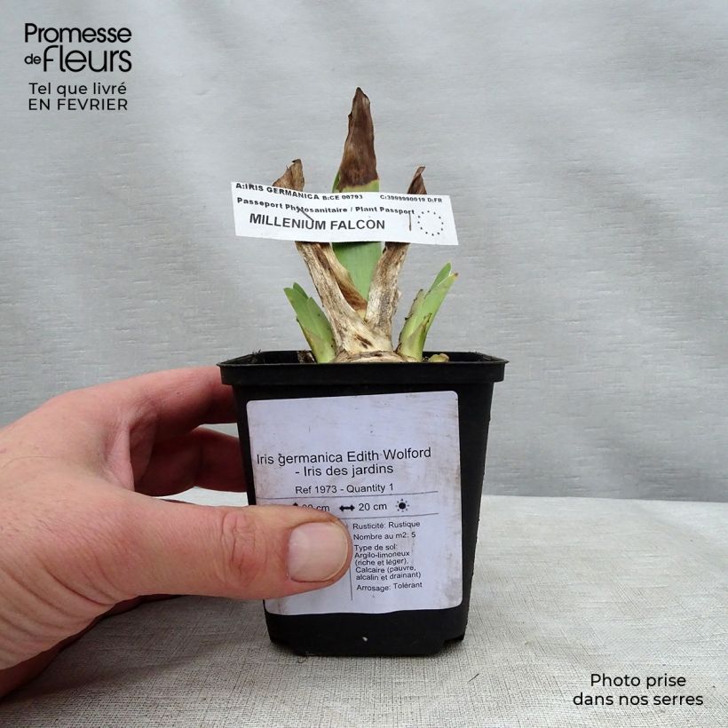 Spécimen de Iris germanica Edith Wolford - Iris des jardins tel que livré en hiver