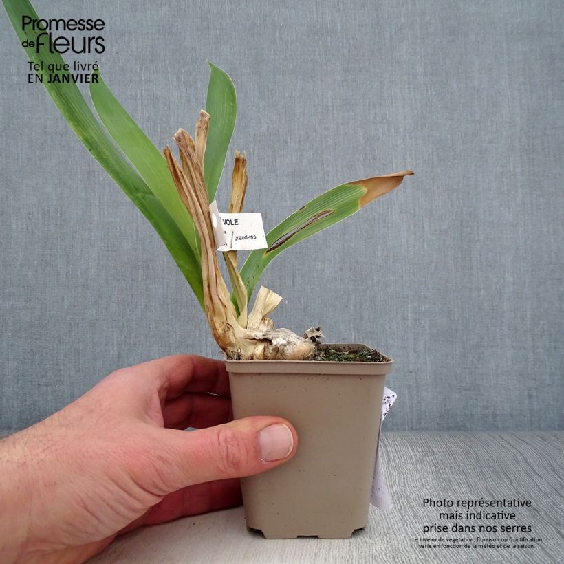Spécimen de Iris germanica Je Vole - Iris des Jardins tel que livré en hiver