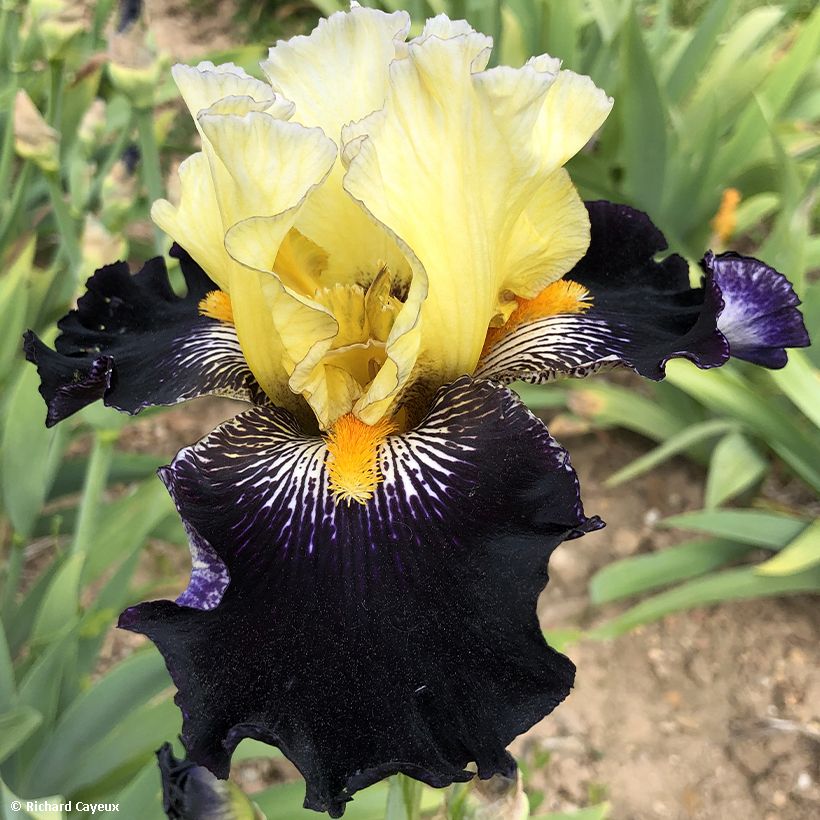 Iris Germanica Masque Noir - Iris des Jardins (Floraison)