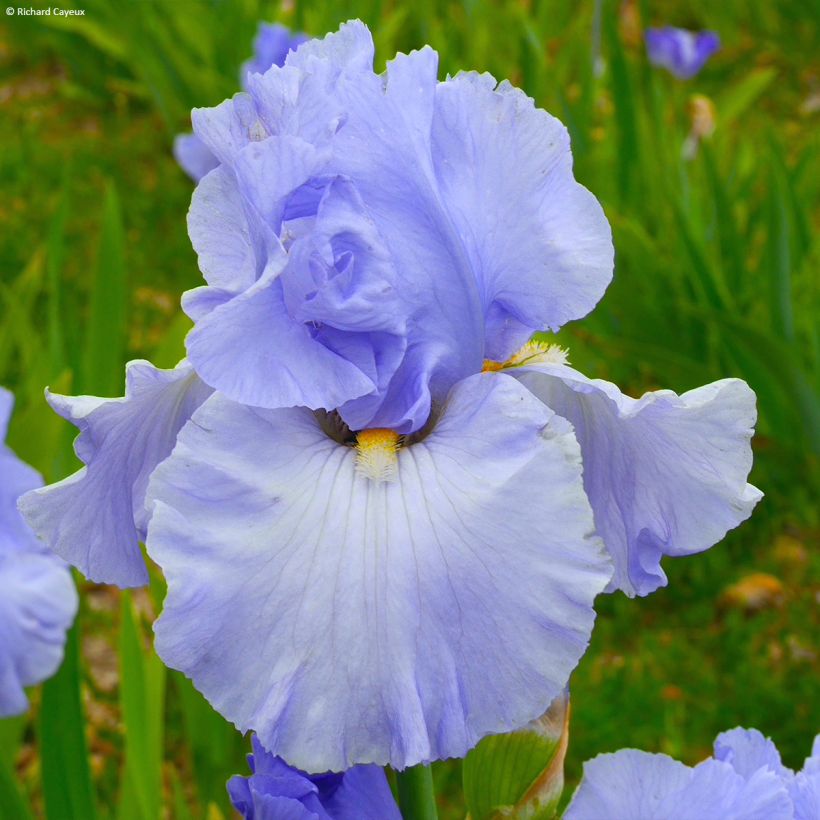 Iris germanica On En Rêve - Iris des Jardins (Floraison)