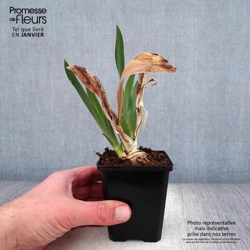 Spécimen de Iris germanica Pastel Printanier - Iris des Jardins tel que livré en hiver