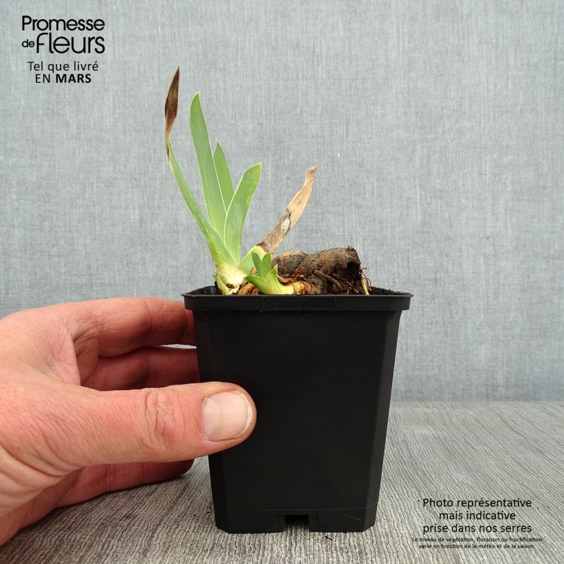 Spécimen de Iris germanica Profond Mystère - Iris des Jardins tel que livré en hiver