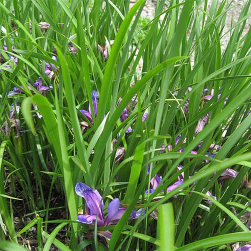 Iris graminea - Iris à feuilles de graminée (Feuillage)