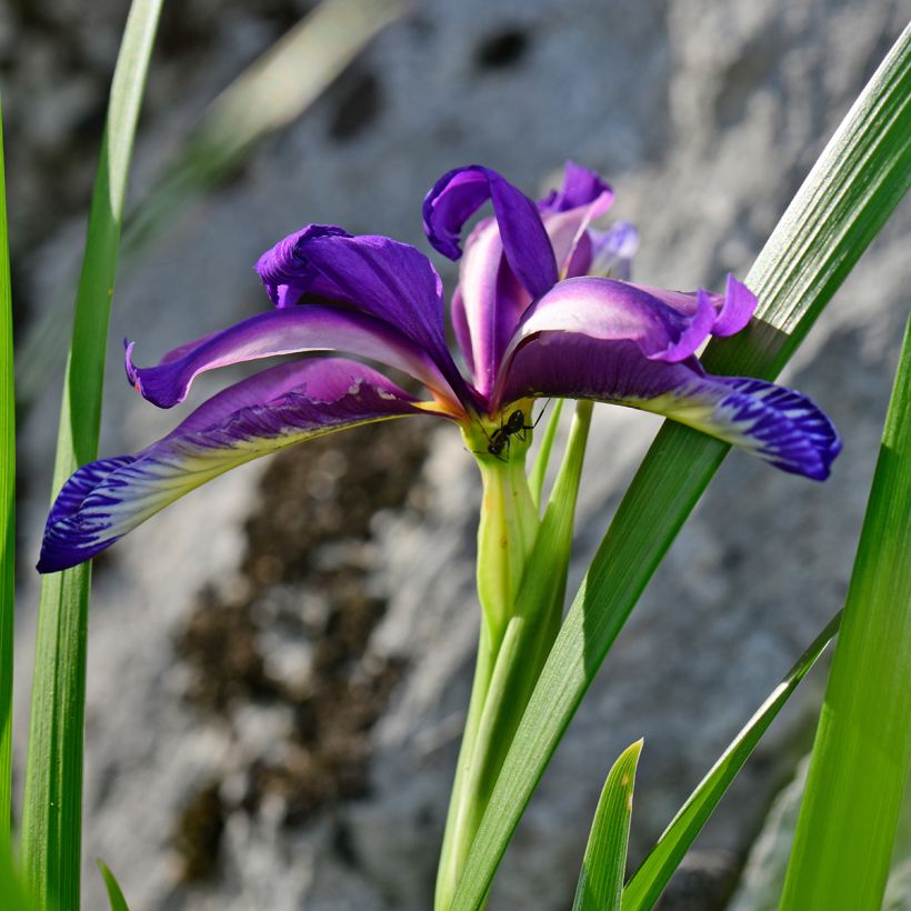 Iris graminea - Iris à feuilles de graminée (Floraison)