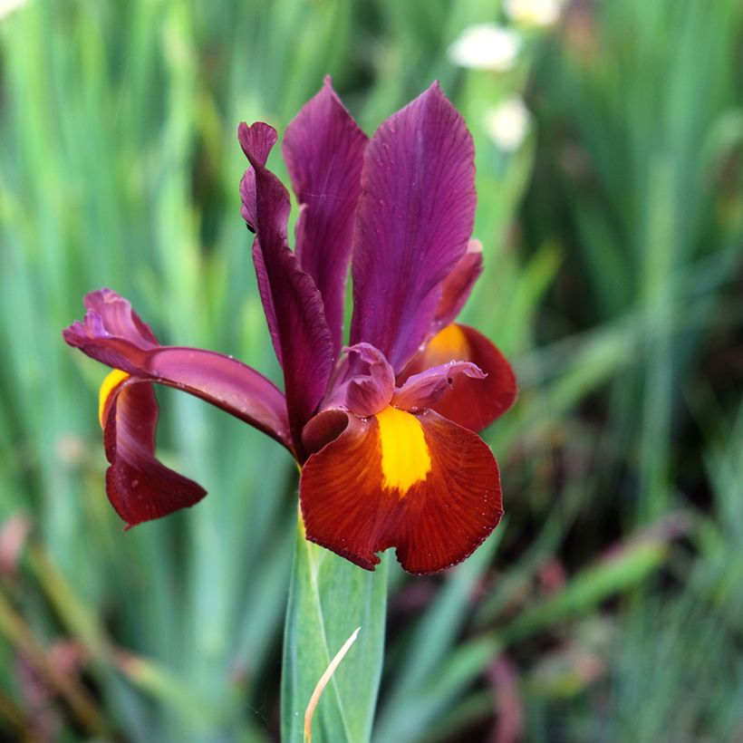 Iris de Hollande Red Ember - Iris hollandica (Floraison)