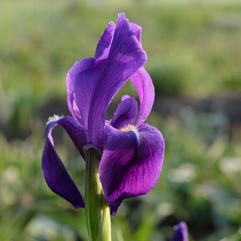 Iris hoogiana - Iris de Hoog (Floraison)