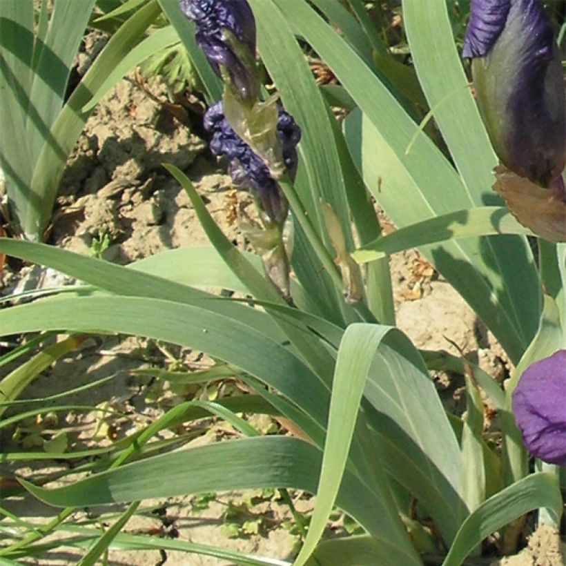 Iris illyrica (Feuillage)