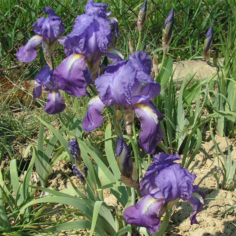 Iris illyrica (Floraison)