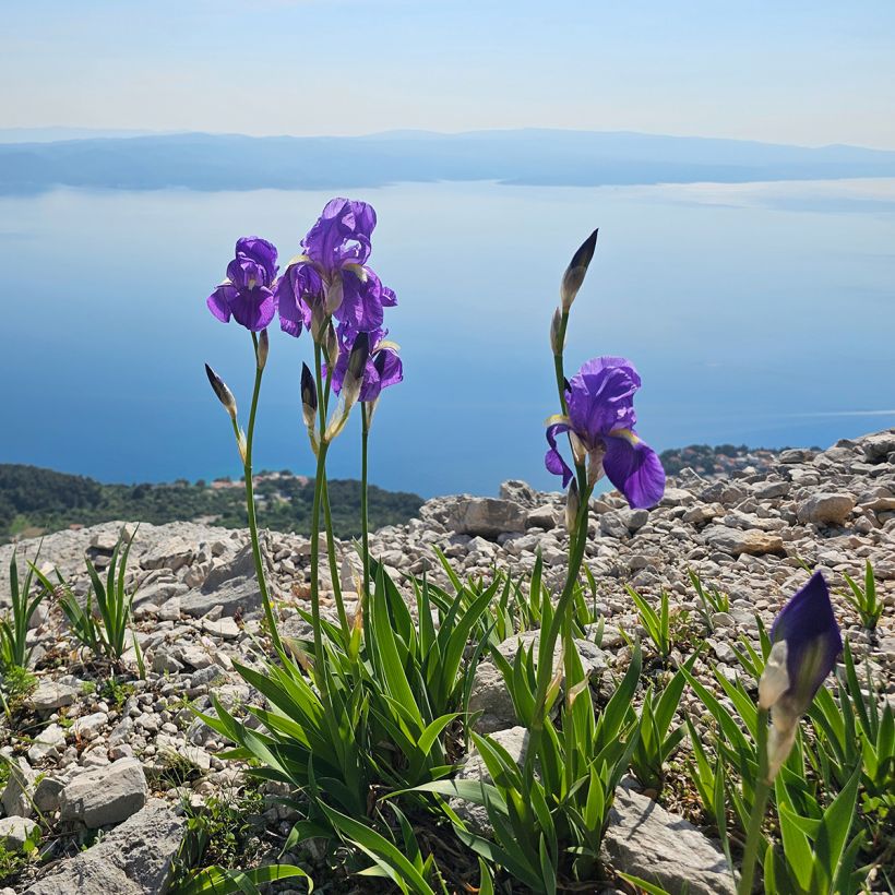 Iris illyrica (Port)