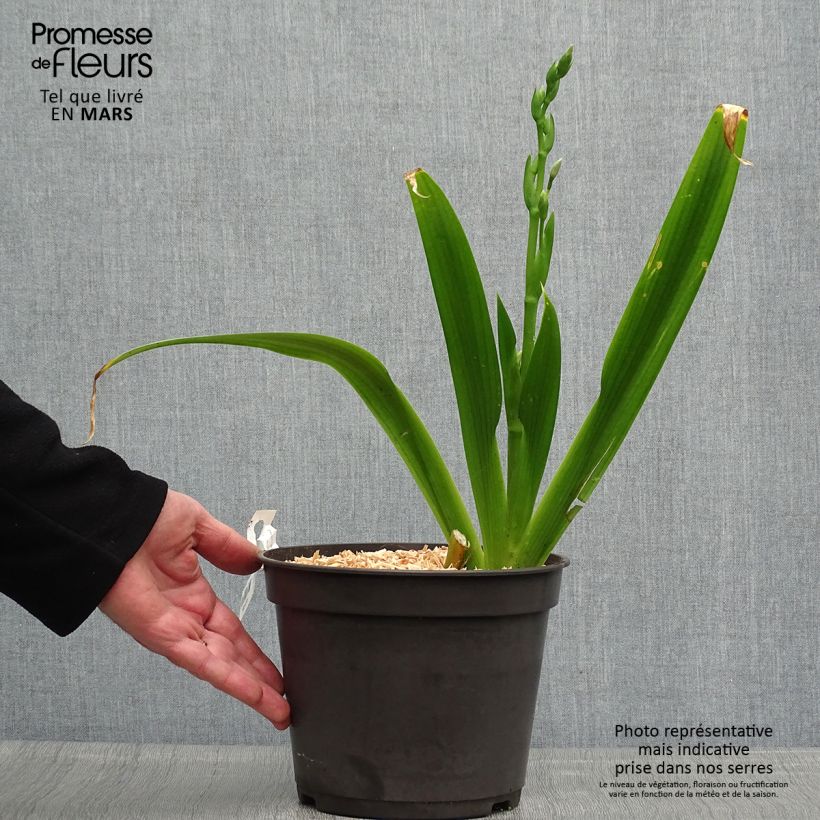 Spécimen de Iris japonica - Iris du Japon en pot de 3L/4L tel que livré au printemps