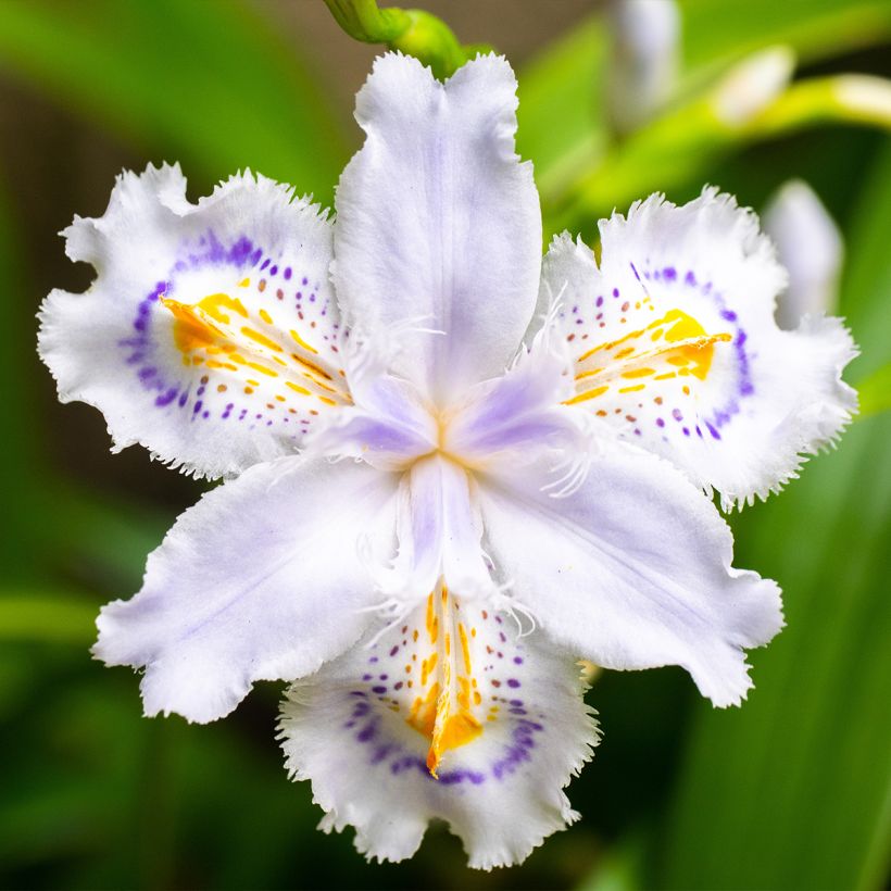 Iris japonica - Iris du Japon  (Floraison)