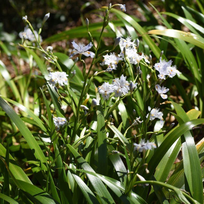 Iris japonica - Iris du Japon  (Port)