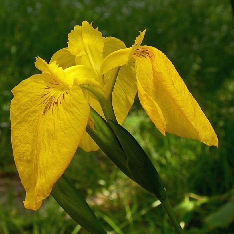 Iris des marais - Iris pseudacorus Variegata (Floraison)