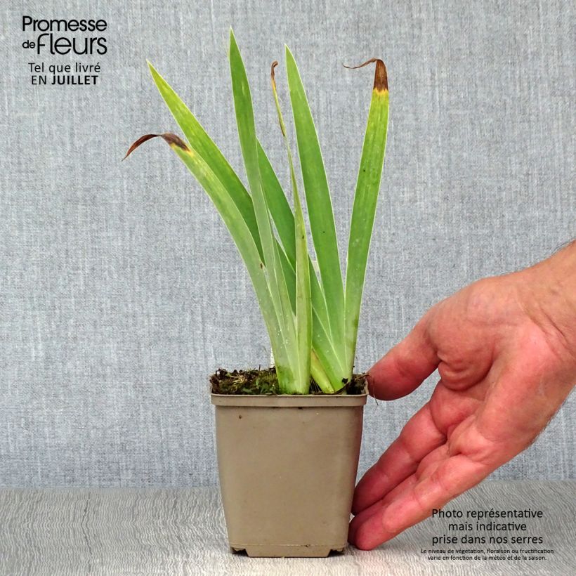 Spécimen de Iris pumila Blue Denim - Iris des Jardins nain tel que livré en été