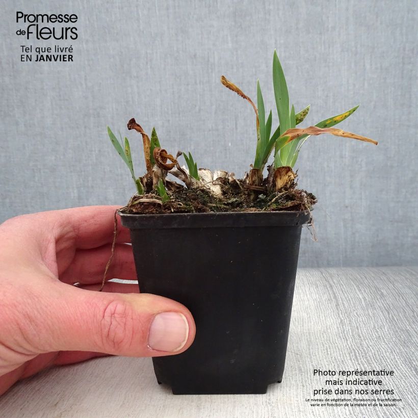 Spécimen de Iris pumila Brannigan - Iris nain ou de rocaille tel que livré en hiver