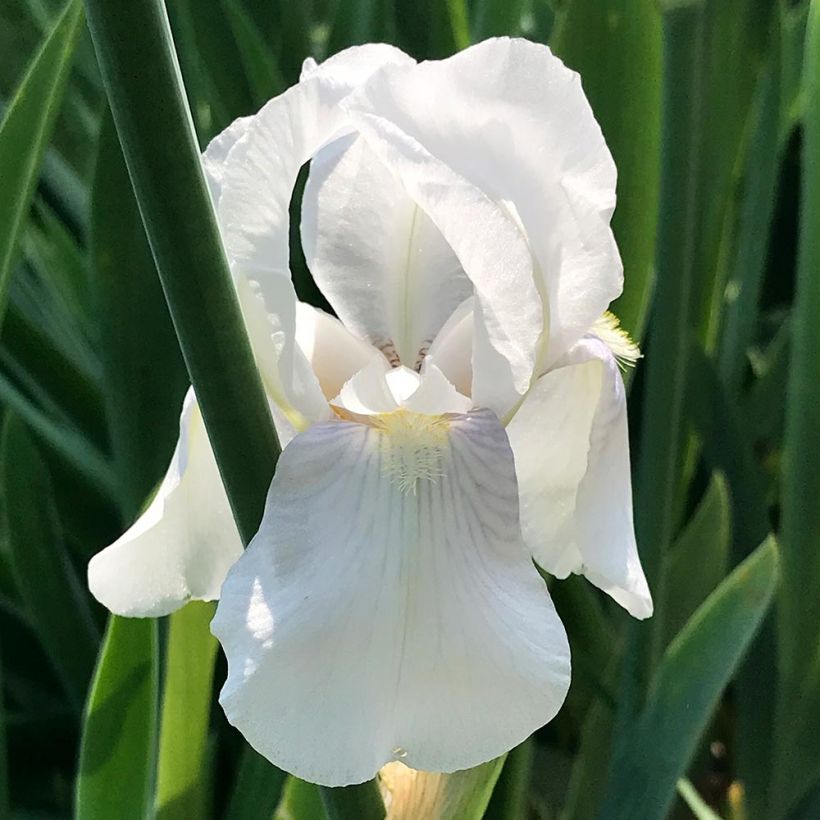 Iris pumila Bright White - Iris des Jardins nain (Floraison)