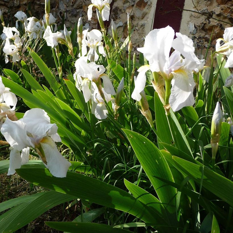 Iris pumila Bright White - Iris des Jardins nain (Port)