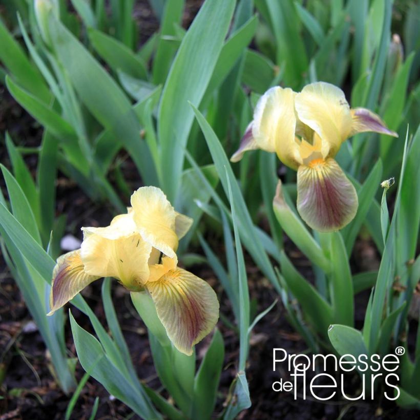 Iris pumila Green Spot - Iris nain des jardins (Feuillage)