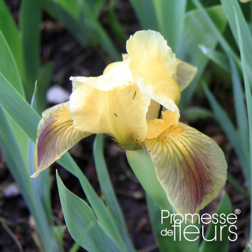 Iris pumila Green Spot - Iris nain des jardins (Floraison)