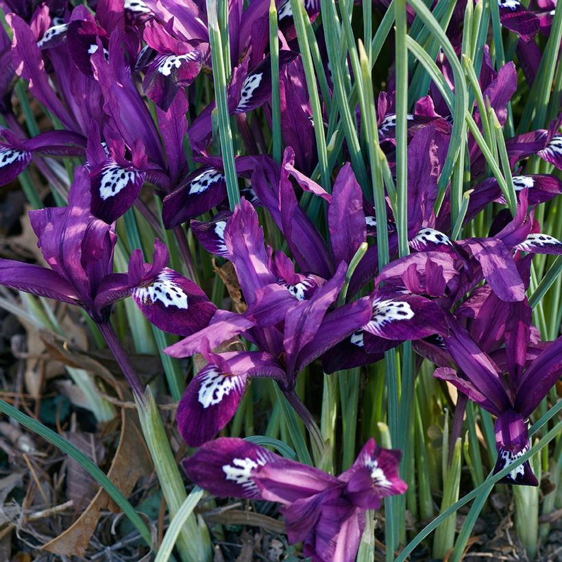 Iris reticulata Pauline - Iris réticulé (Port)