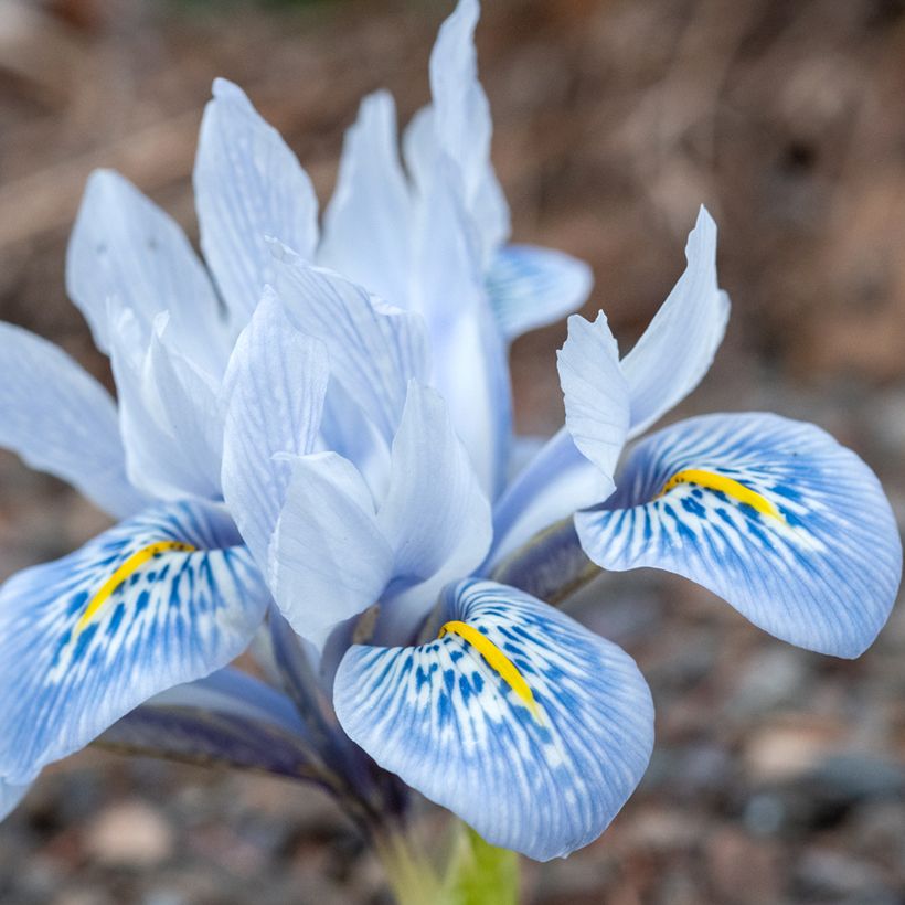 Iris  reticulata Sheila Ann Germaney - Iris réticulé (Floraison)