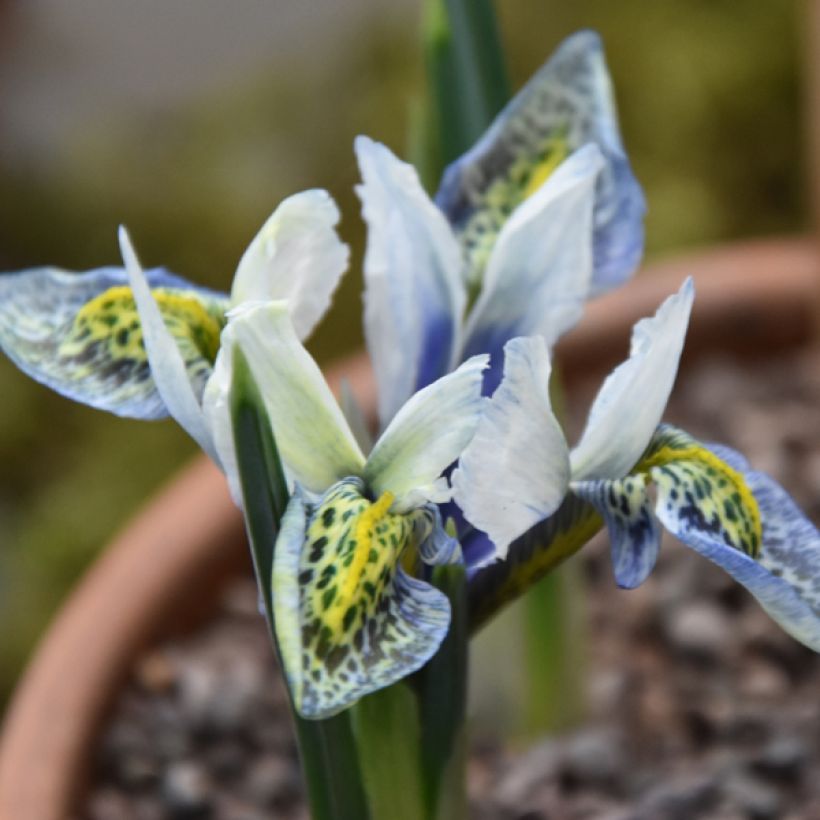 Iris reticulata Splish Splash (Floraison)