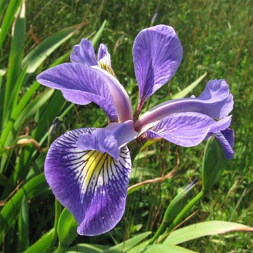 Iris versicolor Variegata - Iris versicolore panaché. (Floraison)