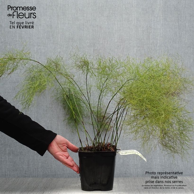 Spécimen de Ischyrolepis subverticillata - Restio Pot de 2L/3L tel que livré en hiver