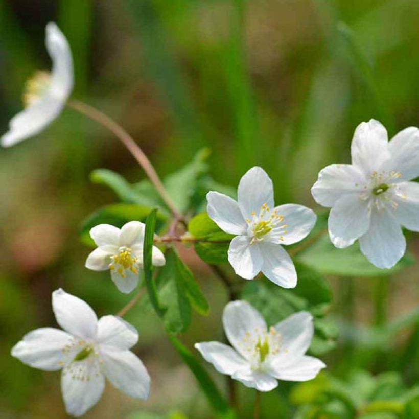 Isopyrum thalictroides (Floraison)