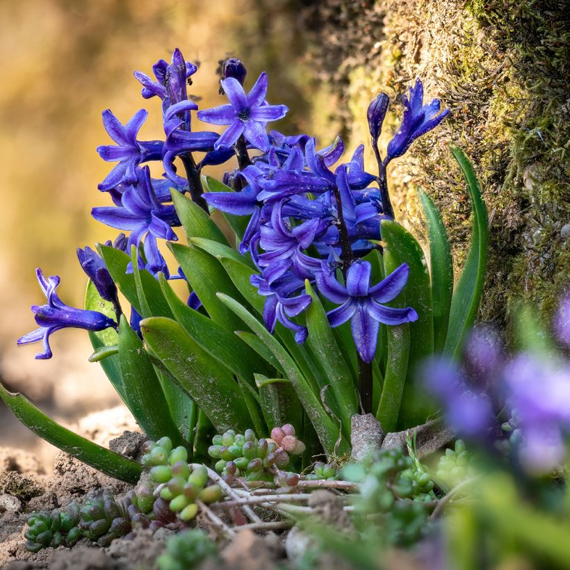 Jacinthe Blue star (Port)