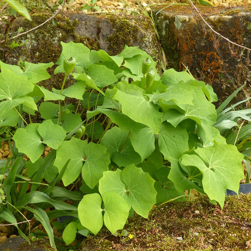 Jeffersonia diphylla (Port)