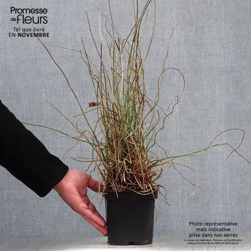 Spécimen de Juncus effusus Spiralis - Jonc spiralé en pot de 2/3 litres tel que livré en automne