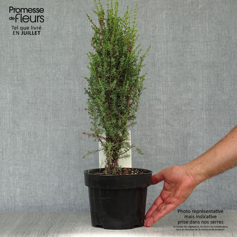 Spécimen de Juniperus communis Arnold - Genévrier commun tel que livré en été