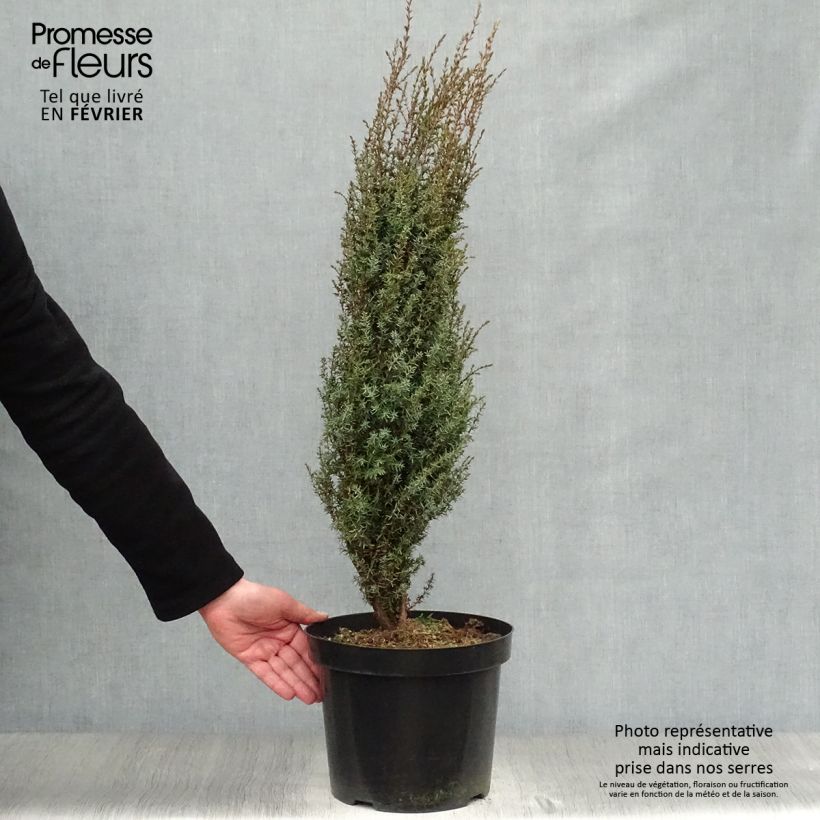 Spécimen de Juniperus communis Arnold - Genévrier commun tel que livré en hiver