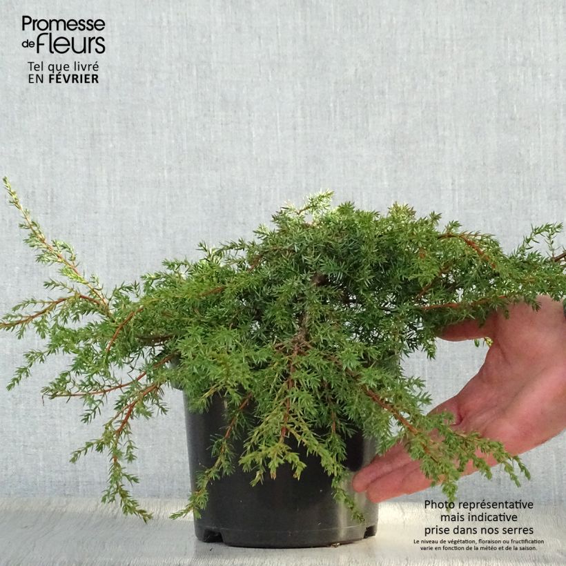 Spécimen de Juniperus communis Hornibrookii - Genévrier commun                Pot de 2L/3L tel que livré en hiver