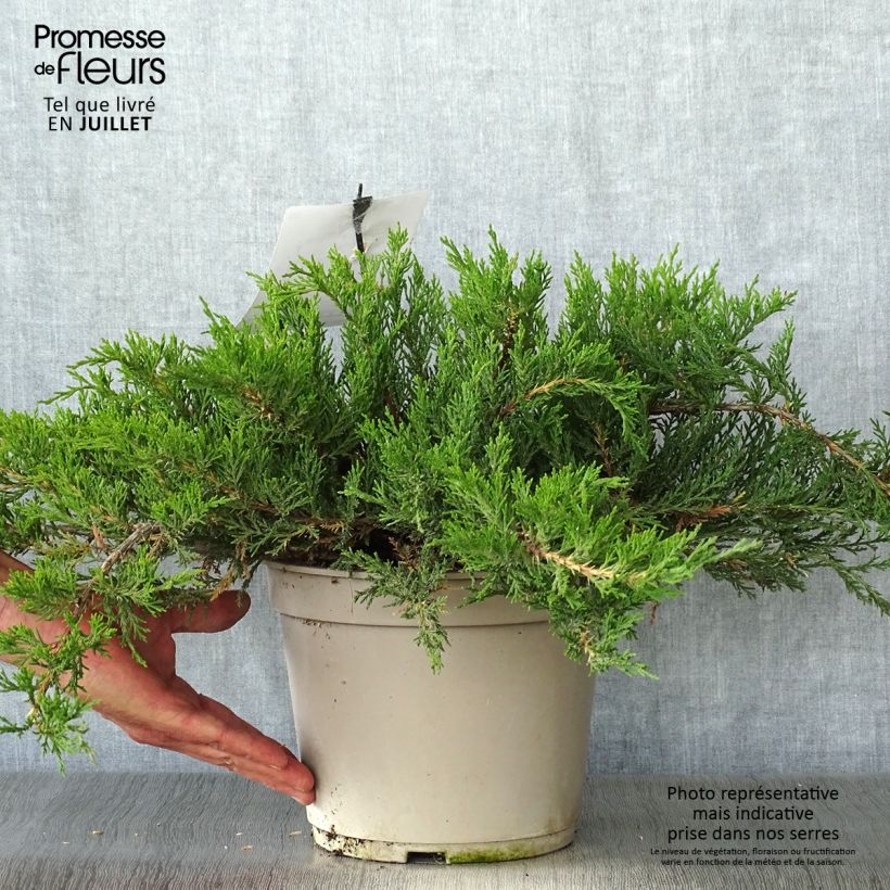 Spécimen de Juniperus sabina Rockery Gem - Genévrier sabine                   tel que livré en été
