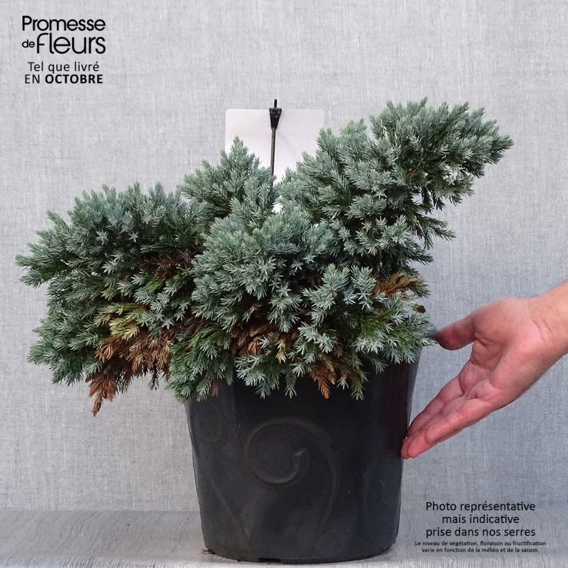 Spécimen de Juniperus squamata Blue Star - Pot de 7,5L/10L tel que livré en automne