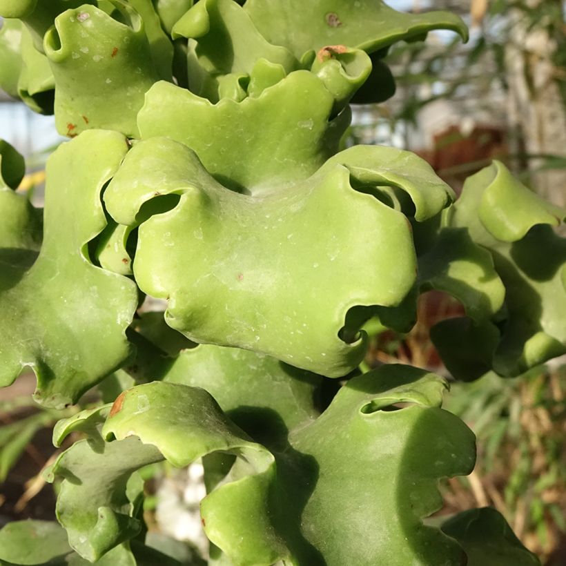 Kalanchoe beharensis Subnuda (Feuillage)