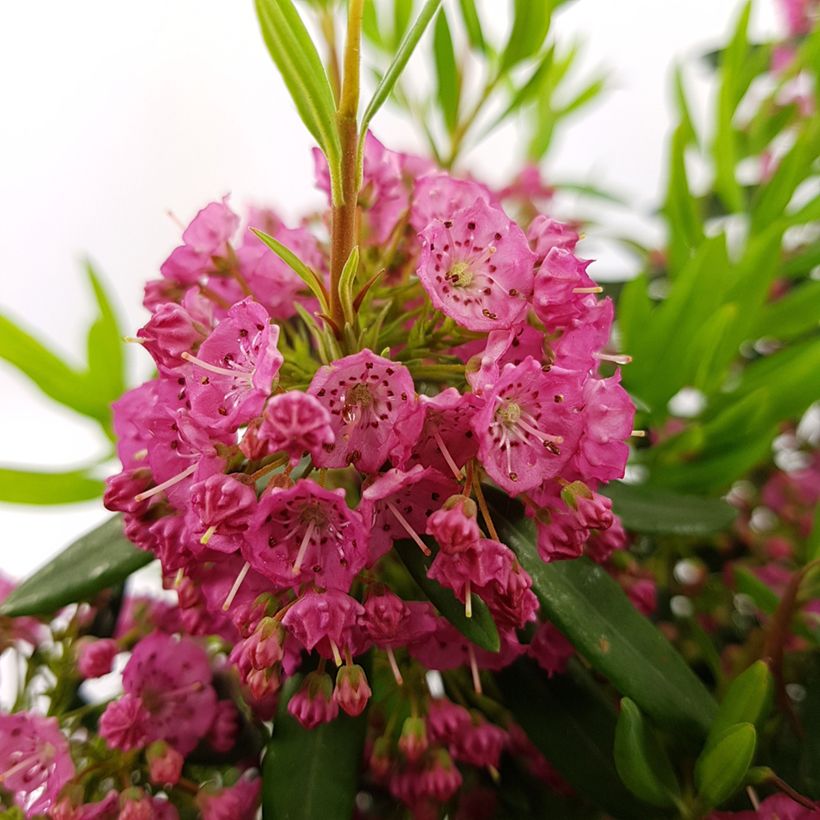 Kalmia angustifolia Rubra - Kalmie à feuilles étroites (Floraison)