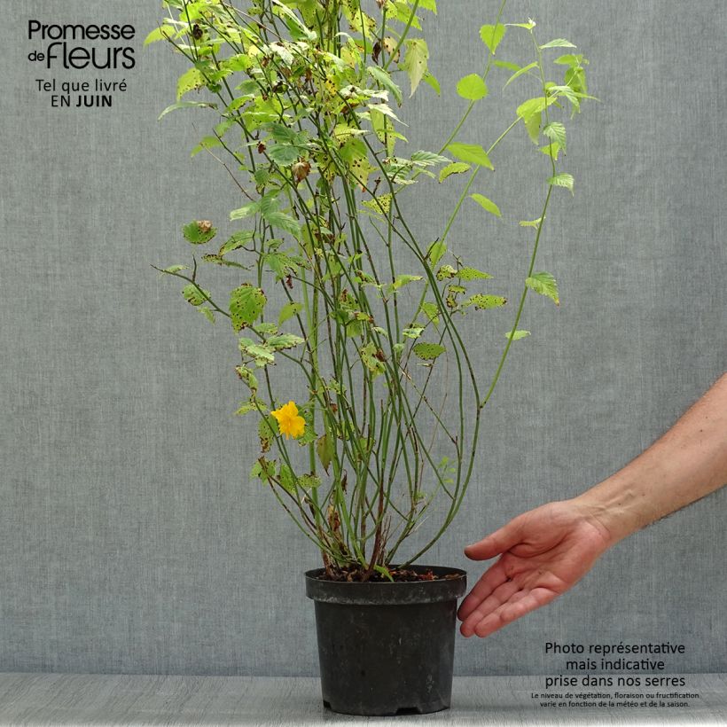 Spécimen de Kerria Japonica 'Pleniflora' tel que livré en été